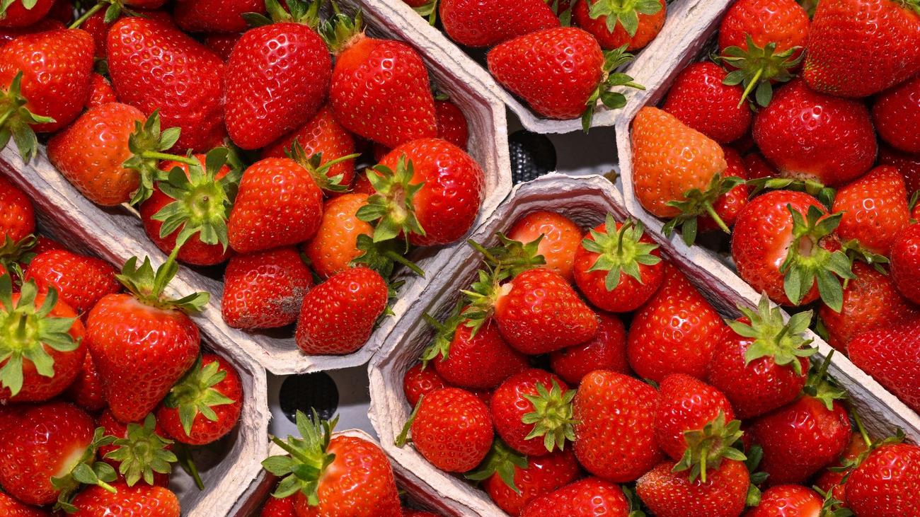 Erdbeerzeit ist Ausmalzeit! Entdecke die Freude am Malen mit kostenlosen Ausmalbildern!