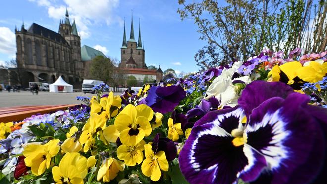 Wetter: Auf dem Erfurter Domplatz vor dem Dom St. Marien und der Severikirche blühen Stiefmütterchen.