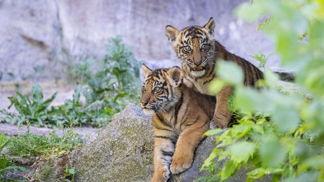 Zoo: Berliner Tigerbabys werden nach DDR-Cartoon-Figuren benannt