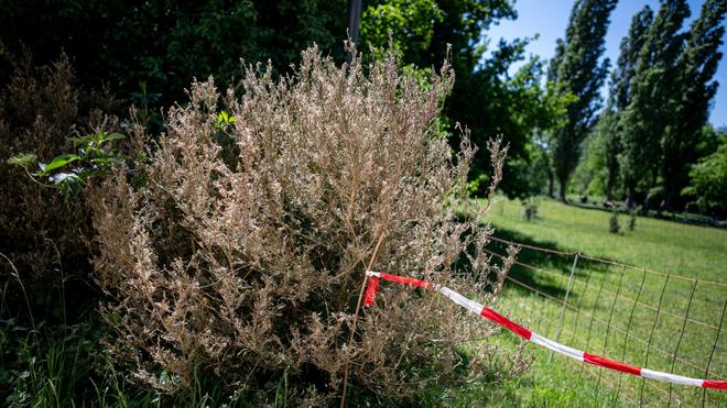 Umwelt Buchsbaumzünsler bedroht historische Gehölze ZEIT ONLINE