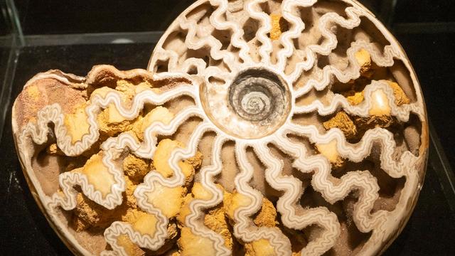 Natur: Ammonitenfunde aus aller Welt in Deutschland zu sehen