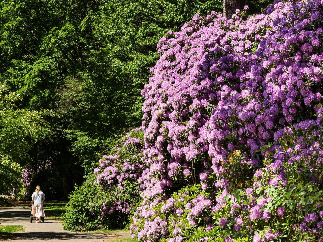 Flora: Hhepunkt der Rhododendronblte auf dem Friedhof Ohlsdorf | DIE ZEIT