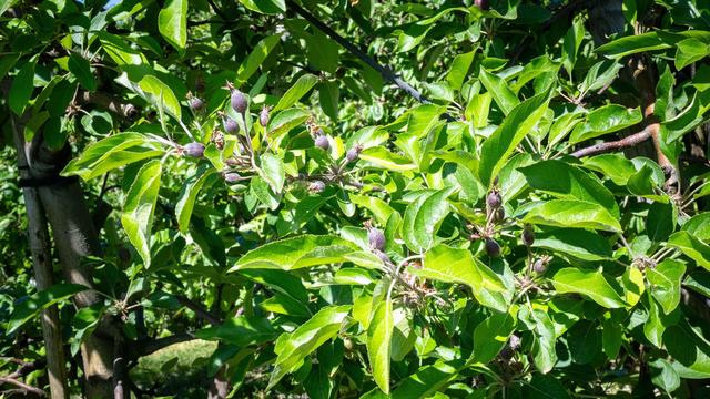 Agrar: Frühe Obstblüte könnte Apfelernte schmälern