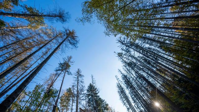 Entspannung: Waldbrandgefahr in Sachsen deutlich gesunken