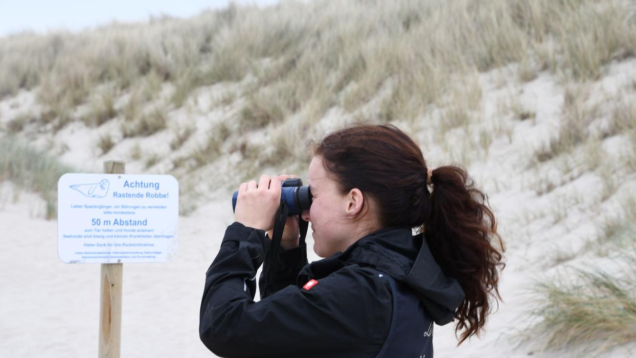 Animals: Sylt ranger watches over the northernmost place in Germany