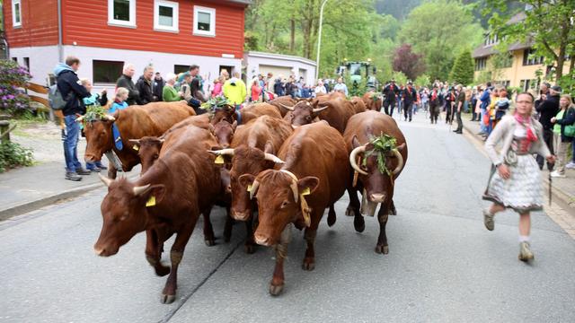 Tiere: Traditioneller Viehaustrieb lockt Besucher in den Harz