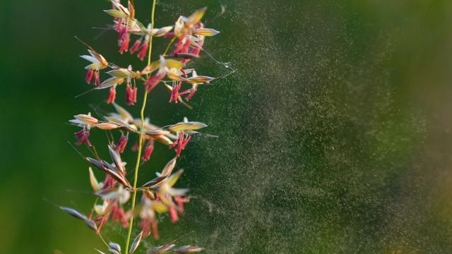 Pollen: Gräserallergiker müssen mit hoher Belastung rechnen