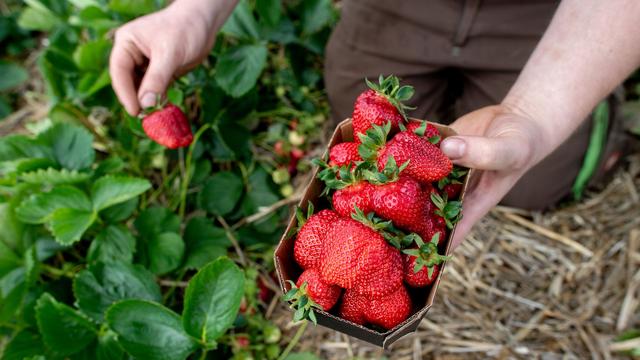 Sandhatten: Landwirte wollen «Tag der deutschen Erdbeere» etablieren