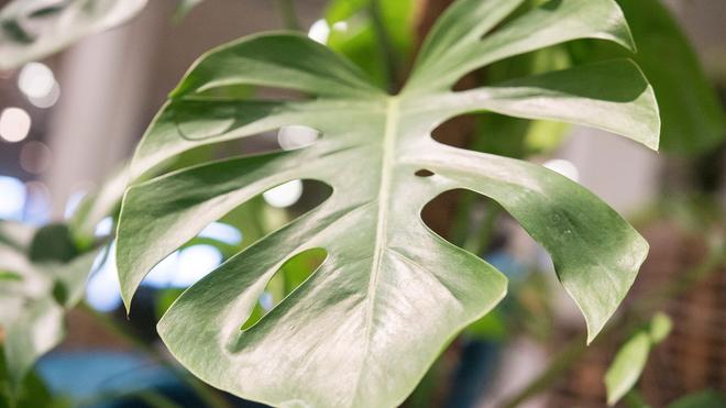 philodendron in seramis Philodendron esmeraldense