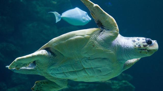 Klima in Griechenland: Meeresschildkröten legen Eier auffällig früh ab