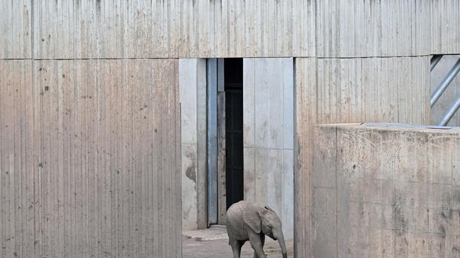 Zoo: Elefantenmädchen Ayoka kommt am zweiten Geburtstag aus dem Elefantenhaus im Erfurter Zoopark. Ayoka ist Erfurts erstes Elefanten-Kälbchen.