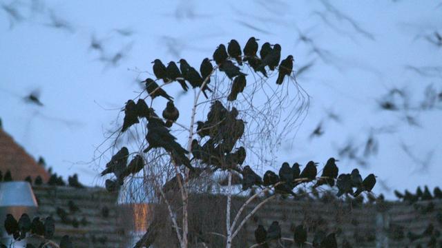 Tiere: Immer mehr Saatkrähen in Rheinland-Pfalz