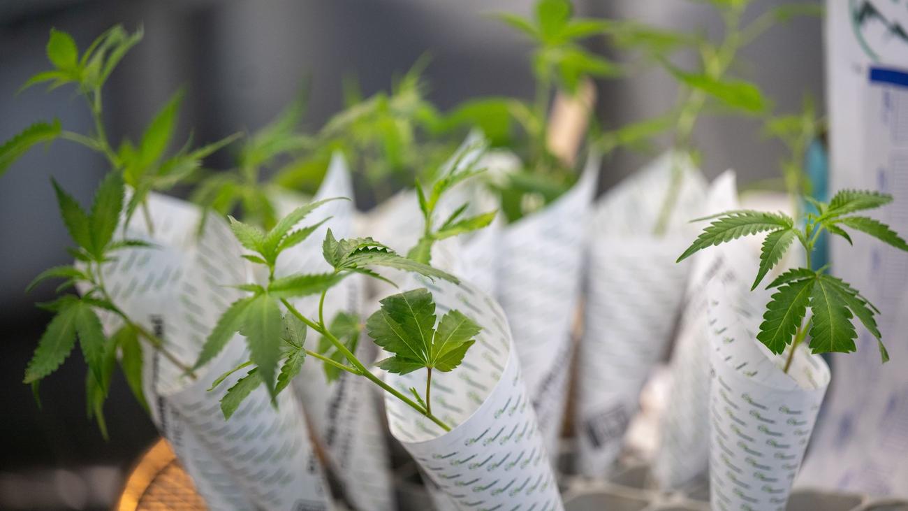 Cannabis: Zum Auftakt nur sieben Anträge für Cannabis-Anbau in Bayern ...