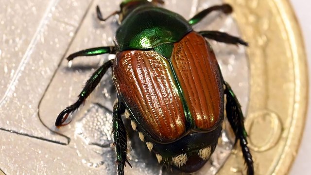 Invasive Arten: Japankäfer in Basel gefunden – Südwesten handelt