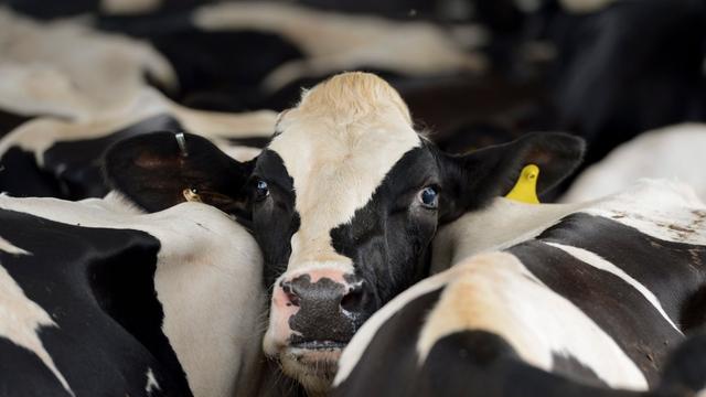 Virus auf Milchviehbetrieben: Vierter Vogelgrippe-Fall in den USA nach Kontakt mit Kühen
