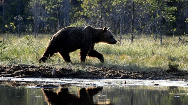 Wilde Tiere: Bär tötet Frau nahe St. Petersburg – Tier erschossen