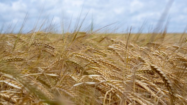 Landwirtschaft: Bayerns Bauern hoffen auf Sonne für Getreideernte