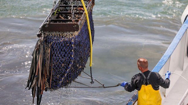 Fischerei: Eröffnung der Muschelsaison auf Sylt