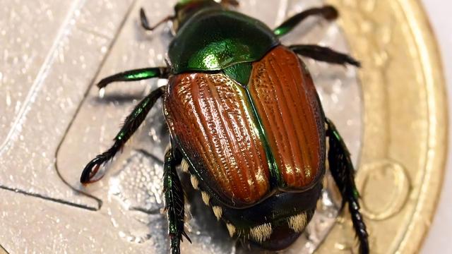 Invasive Arten: Japankäfer-Kolonie in Schweiz erhöht Gefahr für Deutschland