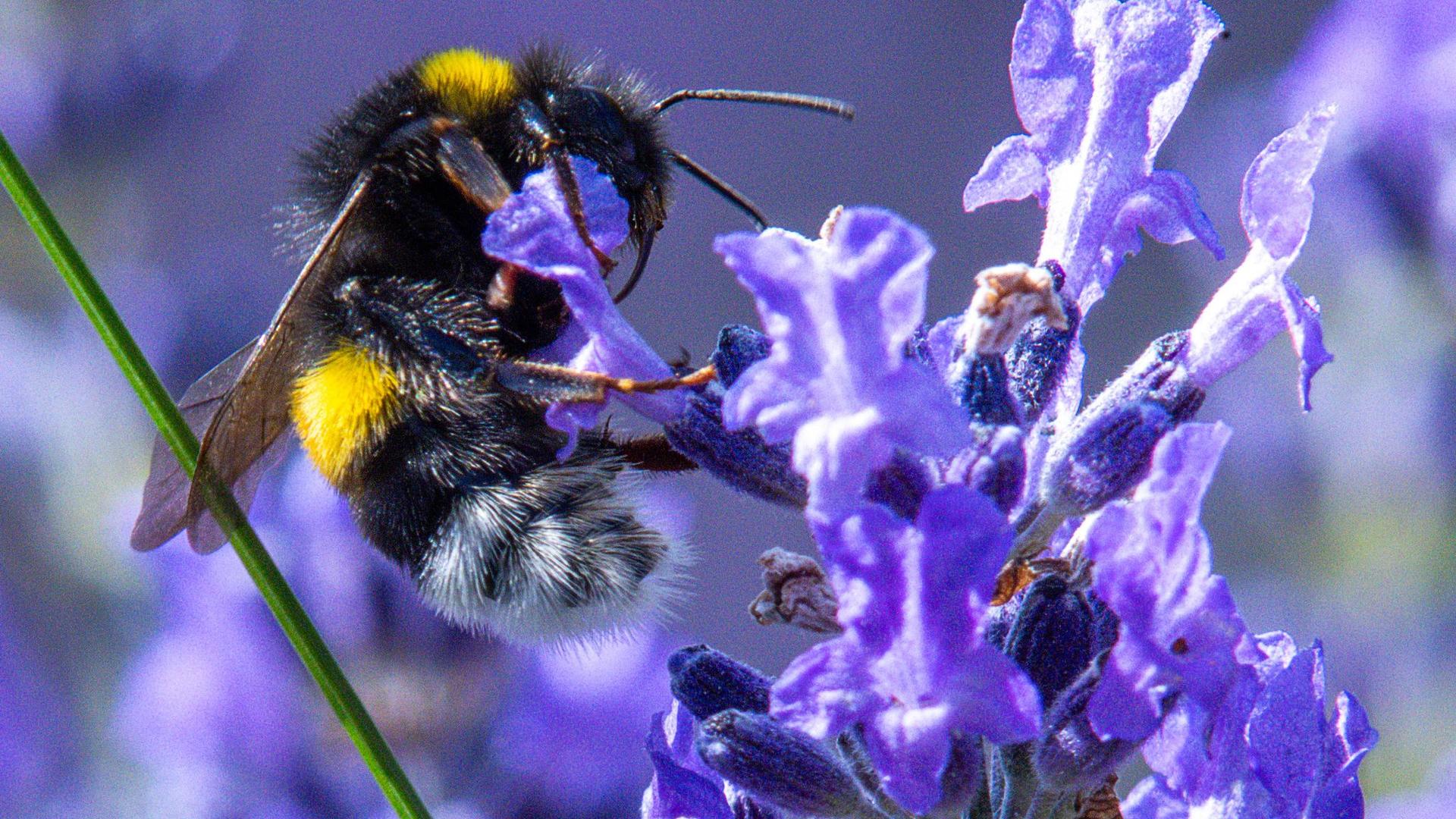 Artenvielfalt: Rostock will noch insektenfreundlicher werden