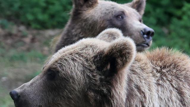 Tiere: Trauer im Bärenwald - Braunbärin Dushi tot