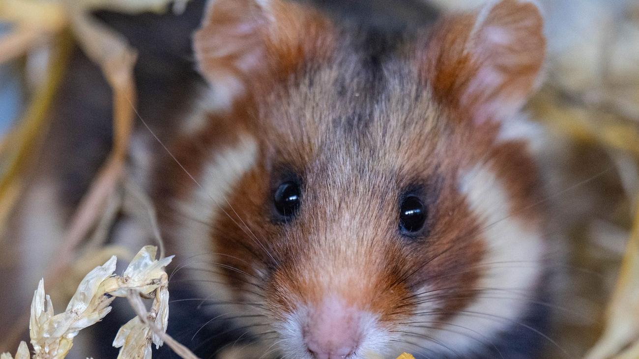 Projet de protection des espèces : les hamsters des champs relâchés dans la nature dans le nord de la Saxe ont une progéniture