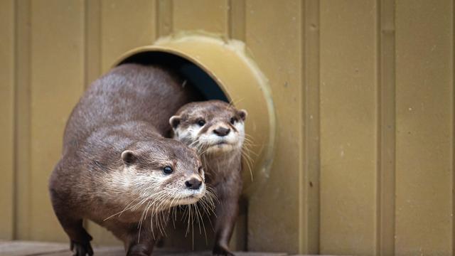 Naturerlebniszentrum: Die Otter sind da – tierischer Zuwachs in der botanika