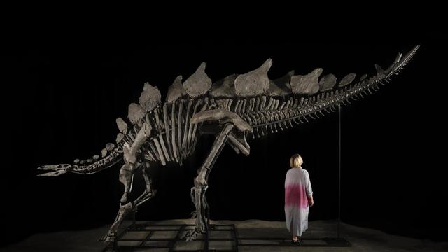 Rekordsumme: Dino-Skelett bringt bei Auktion fast 45 Millionen Dollar