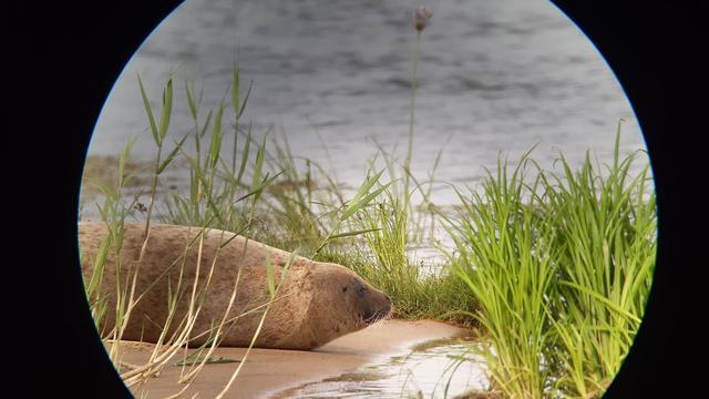 Tiere: Forscher zur Robbe in der Oder: Jungtiere sehr wanderlustig