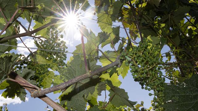 Bis zu 32 Grad: Heiteres Wetter in Rheinland-Pfalz und im Saarland erwartet