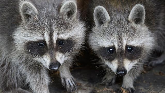 Invasive Tierarten: Waschbärenpopulation in Sachsen-Anhalt eingedämmt