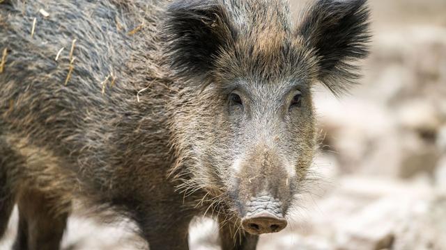 Schwarzwild in der Stadt: Wildschweine in Braunlage sollen gefangen und erlegt werden