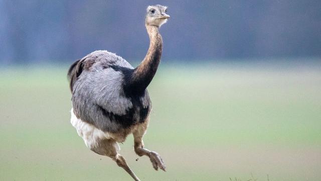 Südamerikanische Art: Exotischer Laufvogel auf Feldweg eingefangen