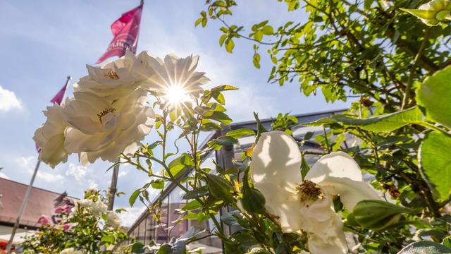 Mehrtägiges Fest: Rosenfest endet mit Rosenkorso - Hochsommer in Hessen