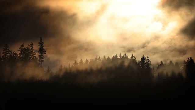 Waldzustandserhebung: In Bayern werden 17.000 Bäume untersucht
