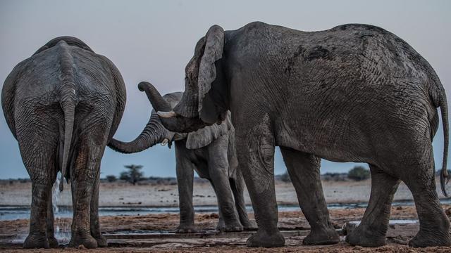 Grollen wie die Weibchen: «Los geht's!»: Elefantenbullen rufen ihre Kumpel