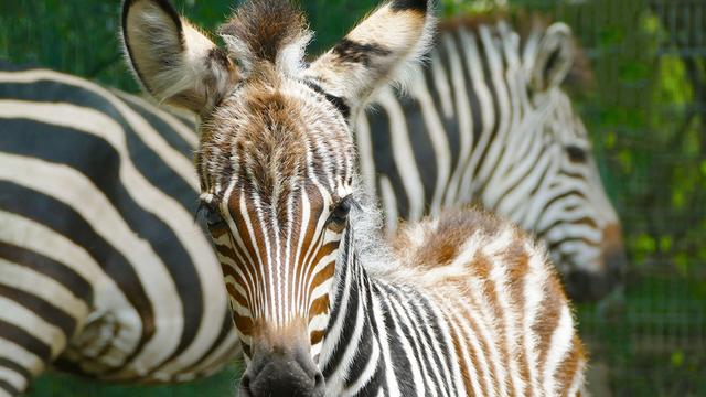 Zebra-Jungtier: Schwarz-weiß gestreifter Nachwuchs im Gelsenkirchener Zoo