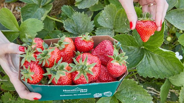 Lebensmittel: Erdbeerernte in Schleswig-Holstein trotzt Wetterproblemen