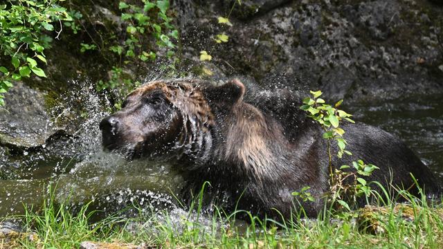 Bärenpark in Worbis: Geretteter Braunbär Mykhailo erkundet sein neues Zuhause