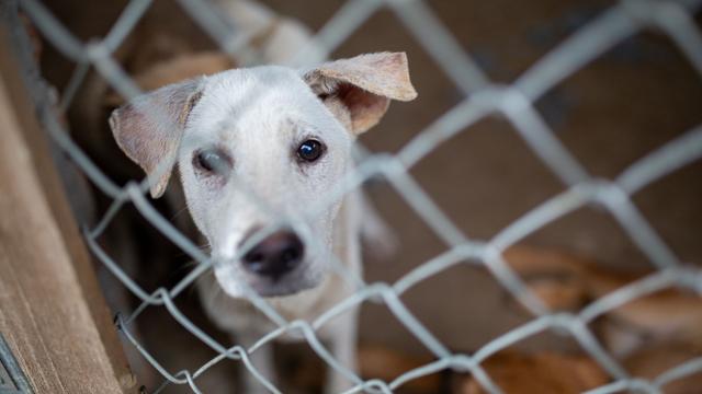 Hundefleischhandel in Asien: «Welpenmast» in Vietnam: Wo Hunde durch die Hölle gehen