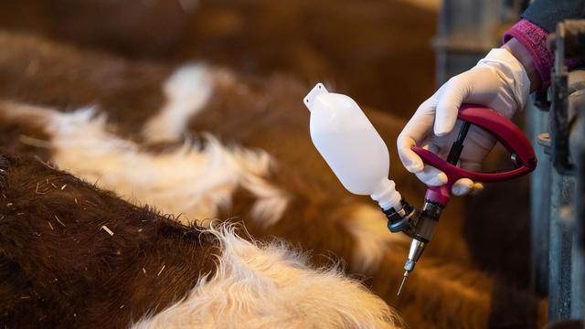 Tierseuche: Blauzungenkrankheit bei Schafen und Rind nachgewiesen