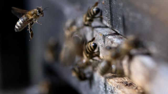 Tiere: Bienenseuche in Landkreis Teltow-Fläming nachgewiesen