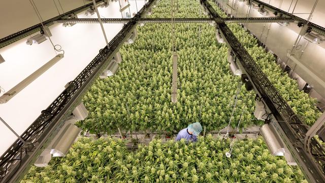 Sächsischer Cannabisproduzent: Neues Gesetz erlaubt Demecan mehr Cannabisanbau