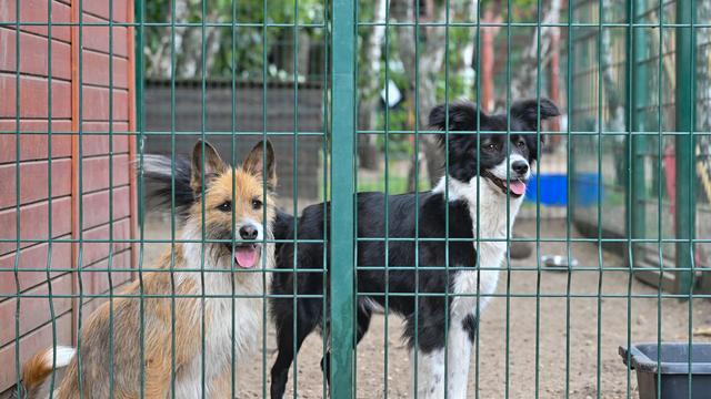Hundeadoptionen: Aufnahme von Straßentieren aus dem Ausland umstritten