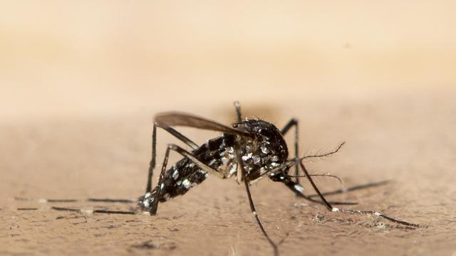 Infektionskrankheiten: Behörden rechnen mit Ausbreitung von Tigermücke im Norden