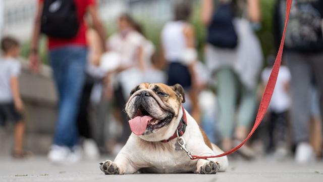 Wetter: Hochsommer in Hessen - Neue Woche bringt bis zu 33 Grad