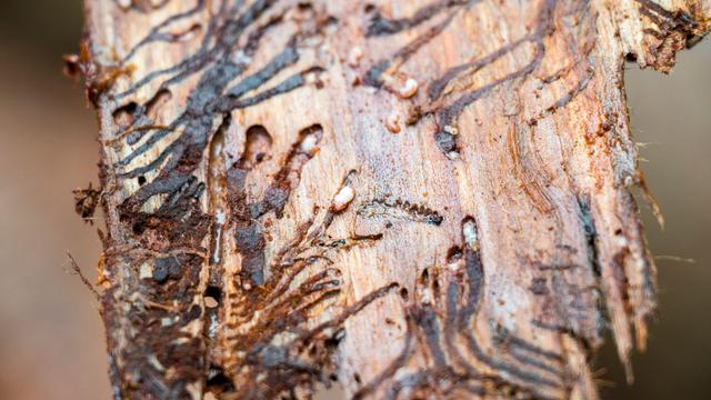 Schädlinge im Wald: Fichten sind nirgendwo mehr sicher vor Borkenkäfern