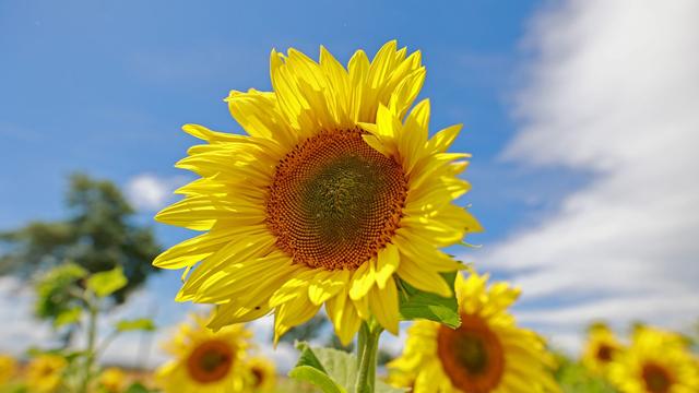 Wetter: Sommerlicher Wochenstart in Sachsen-Anhalt