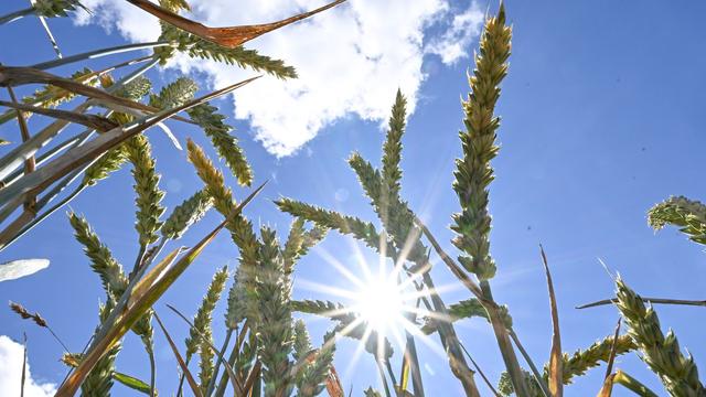 Deutscher Wetterdienst: Juli in Baden-Württemberg war deutlich wärmer