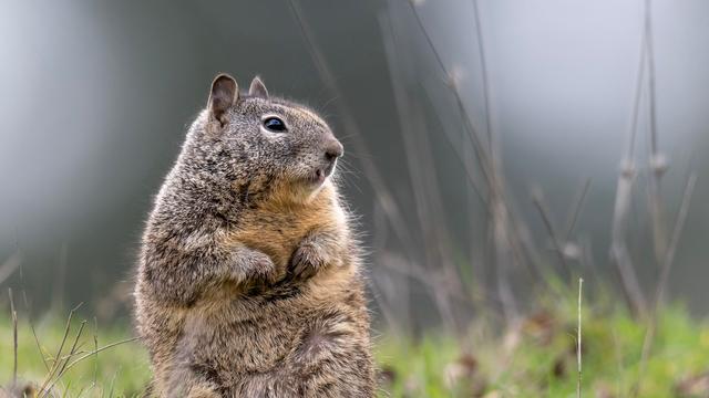 Tiere: Ziesel ziehen von Kronberg nach Tschechien